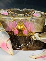 基于氧化生物标志物评估水生无脊椎动物亚致死声学胁迫的可重复实验方法