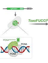 Assessing the <em>Toxoplasma</em> Tachyzoite Cell Cycle Phases Using Fluorescent Ubiquitination-Based Cell Cycle Indicator
