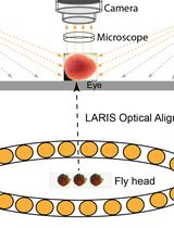 Low Angle Ring Illumination Stereomicroscopy (LARIS) Method for High-Contrast Imaging of Drosophila Compound Eyes