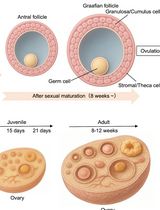 Monitoring of Sperm-Independent Calcium Oscillations in Immature Oocytes of Mice