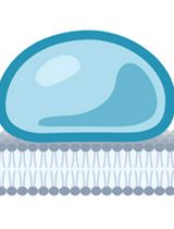 基于支持型脂质双层的膜相关凝聚体生化重构及 FRAP 分析