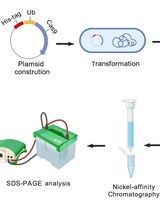A One-Step Method for Efficient Purification of Functional Cas9 Protein