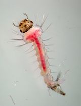 Qualitative Detection of Lipid Peroxidation in Mosquito Larvae Using Schiff’s Reaction: A Simple Histochemical Tool for In Situ Assessment of Oxidative Damage