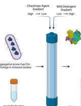 柱上双梯度复性策略实现不溶性亲和标签重组蛋白的高效回收