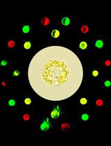 Isolation and Transfection of Protoplasts From Maize Mesophyll Cells