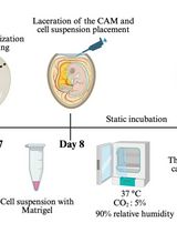 基于鸡胚尿囊膜的体内异种移植模型用于研究乳腺癌肿瘤发育生物学