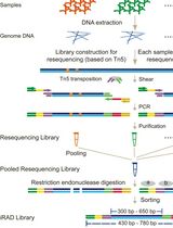 反向限制性位点关联 DNA 测序(iRAD-seq)