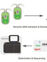 Deaminase-Assisted Sequencing for the Identification of 5-glyceryl-methylcytosine