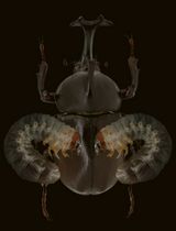 Introducing Exogenous DNA Vectors Directly into Trypoxylus dichotomus Larvae Via In Vivo Electroporation