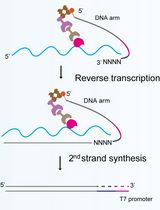 TATA-seq 原位解析 RNA 亚细胞定位的分步操作流程