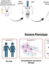 推进 EAE 动物模型研究：一种无需百日咳毒素的多发性硬化免疫建模方案的建立
