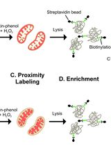 Identification of the Subcompartment-Specific Mitochondrial Proteome by APEX2 Proximity Labeling in Saccharomyces cerevisiae