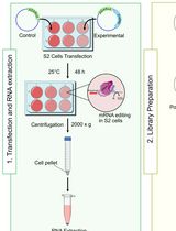 Employing Tribe to Study RNA Interactions of Ataxin-2 in <em>Drosophila</em> S2 Cells