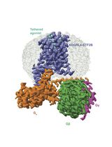 Purification of the Active-State G Protein-Coupled Receptor ADGRL4 for Cryo-Electron Microscopy Using a Modular Tag System and a Tethered mini-Gq