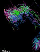 Reconstruction of Axonal Projections of Single Neurons Using PointTree