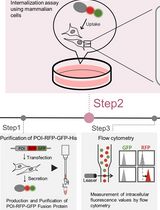 Quantifying Lysosomal Degradation of Extracellular Proteins With a Fluorescent Protein-Based Internalization Assay