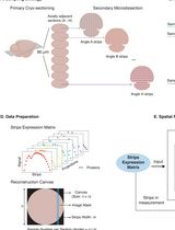基于 S4P 的空间蛋白质组学研究方法