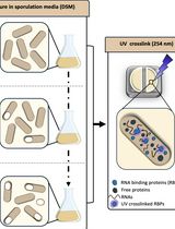 Dynamic Mapping of RNA-Binding Proteins During <em>Bacillus subtilis</em> Sporulation Using Orthogonal Organic Phase Separation