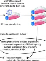aGPCR-HEK:用于黏附型 G 蛋白偶联受体结构生物学研究的稳定高表达可诱导哺乳动物细胞表达系统