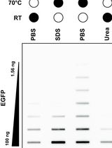利用变性Oligo-dT Pull-down技术选择性分离TOP3B-mRNA共价中间体