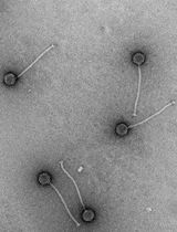 Quick and Cheap: Optimized Purification and Concentration of Bacteriophages Produced in Rich Culture Media