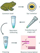 Combining Suction-Pipette Spectral Identification With Single-Cell RT-PCR to Make Differential Analyses of Amphibian Red and Green Rods