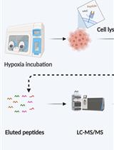 更新：缺氧条件下 MHC I 类分子结合肽的分离与 LC-MS/MS 分析免疫肽组学流程