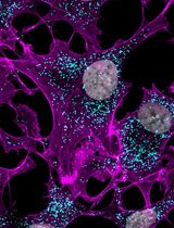 Machine Learning-Assisted Quantification of Organelle Abundance