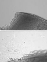 Obtaining Chondroprogenitors (Articular Cartilage-Derived Cells) via Explant Methodology