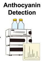 Simple Induction and Detection of Anthocyanins in <em>Arabidopsis thaliana</em>: A Tool for Mutant Screening and Metabolic Analysis