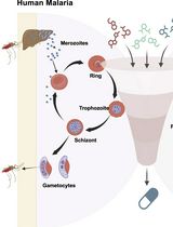 A Standardized Culture Medium for Comparative Drug Efficacy Evaluation Across <em>Plasmodium</em> and <em>Babesia</em> Species