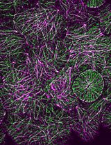A Guide to Reproducible Cellulose Synthase Density and Speed Measurements in Arabidopsis thaliana