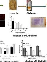Framework for Analyzing the Anti-biofilm and Anti-virulence Activities of Fatty Acids from <em>Hermetia illucens</em> Larvae Targeting Multidrug-Resistant <em>Klebsiella pneumoniae</em>