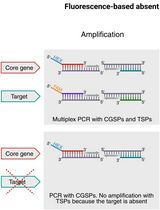 Fluorescence-Based Absent Allele-Specific Amplification (FAASA) for High-Throughput Detection of Absent Alleles