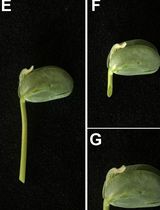 A Rapid and Visual Soybean Hairy Root Transformation Protocol Using the RUBY Reporter