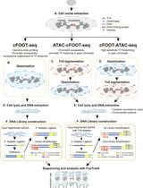 基于胞嘧啶脱氨酶的基因组足迹分析方法(cFOOT-seq)用于检测转录因子占据情况