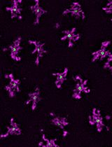 Radial Profile-Based Quantification of Centrosomal Proteins