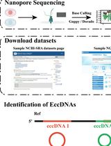 A Bioinformatics Workflow to Identify eccDNA Using ECCFP From Long-Read Nanopore Sequencing Data