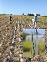 Controlled Transmission of a Fijivirus Under Field Conditions Using Mass-Reared Planthoppers