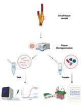 Tandem RNA and Protein Extraction: A Platform for Maximizing the Use of Limited Ex Vivo Tissue Samples