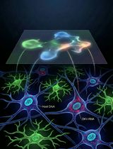 一种用于单细胞水平定量寨卡病毒RNA的新型测序方法