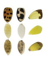 A Simple Method for Estimating the Spatiotemporal Distribution of Phenoloxidase Proteins in Insect Tissues