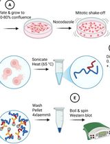 Denaturing SUMO Immunoprecipitation From Mitotic Cells
