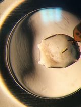 基于晶体浸泡的蛋白靶点晶体学片段筛选流程：以曼氏血吸虫硫氧还蛋白-谷胱甘肽还原酶为例