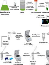 A Simple and Easy Method for RNA Extraction from the Cyanobacterium Synechocystis sp. PCC 6803