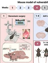 A Male Mouse Model of WIN 55,212–2 Self-Administration to Study Cannabinoid Addiction