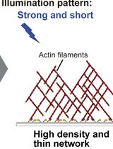 Optical Control of Actin Network Assembly on the Supported Lipid Bilayer