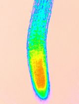 Spatial Imaging and Quantification of Hydrogen Peroxide in Arabidopsis Roots: From Sample Preparation to Image Analysis