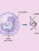 利用 CRISPR-Cas9 构建携带单核苷酸多态性的单核细胞系实验方案