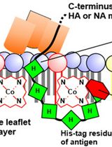 用于重组流感疫苗开发的佐剂纳米脂质体制备方法